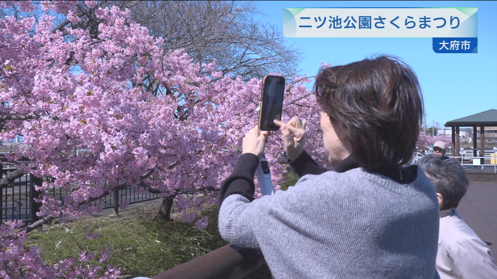 二ツ池公園さくらまつり | メディアスチャンネル